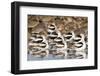 American Avocts,Marbled Godwits and Willets Sleeping-Hal Beral-Framed Photographic Print