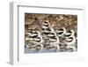 American Avocts,Marbled Godwits and Willets Sleeping-Hal Beral-Framed Photographic Print