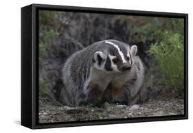 American Badger in Burrow-DLILLC-Framed Stretched Canvas