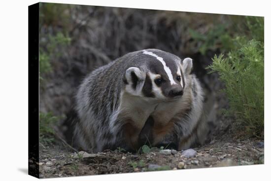 American Badger in Burrow-DLILLC-Stretched Canvas