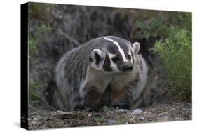 American Badger in Burrow-DLILLC-Stretched Canvas