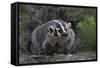 American Badger in Burrow-DLILLC-Framed Stretched Canvas