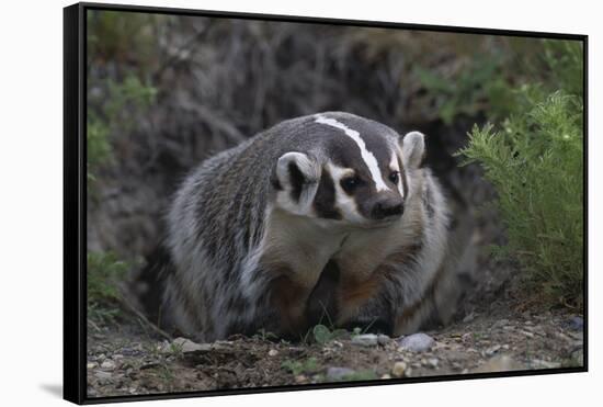 American Badger in Burrow-DLILLC-Framed Stretched Canvas