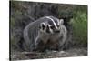 American Badger in Burrow-DLILLC-Stretched Canvas