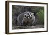 American Badger in Burrow-DLILLC-Framed Photographic Print