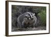 American Badger in Burrow-DLILLC-Framed Photographic Print