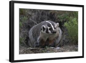 American Badger in Burrow-DLILLC-Framed Photographic Print