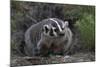 American Badger in Burrow-DLILLC-Mounted Photographic Print