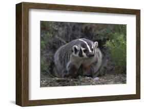 American Badger in Burrow-DLILLC-Framed Photographic Print