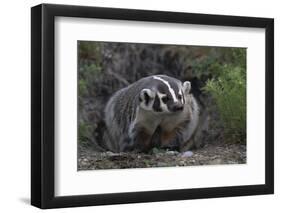 American Badger in Burrow-DLILLC-Framed Photographic Print