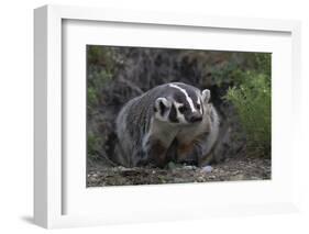 American Badger in Burrow-DLILLC-Framed Photographic Print