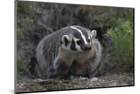 American Badger in Burrow-DLILLC-Mounted Photographic Print