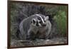 American Badger in Burrow-DLILLC-Framed Photographic Print