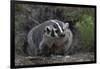 American Badger in Burrow-DLILLC-Framed Photographic Print