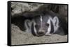 American Badger peeking out of den-Ken Archer-Framed Stretched Canvas