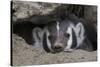 American Badger peeking out of den-Ken Archer-Stretched Canvas