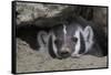 American Badger peeking out of den-Ken Archer-Framed Stretched Canvas