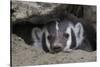 American Badger peeking out of den-Ken Archer-Stretched Canvas