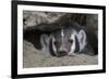 American Badger peeking out of den-Ken Archer-Framed Photographic Print