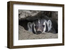 American Badger peeking out of den-Ken Archer-Framed Photographic Print