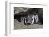 American Badger peeking out of den-Ken Archer-Framed Photographic Print