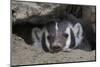 American Badger peeking out of den-Ken Archer-Mounted Photographic Print