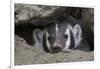 American Badger peeking out of den-Ken Archer-Framed Photographic Print