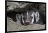 American Badger peeking out of den-Ken Archer-Framed Photographic Print