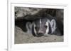 American Badger peeking out of den-Ken Archer-Framed Premium Photographic Print