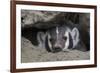 American Badger peeking out of den-Ken Archer-Framed Premium Photographic Print