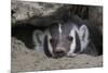 American Badger peeking out of den-Ken Archer-Mounted Premium Photographic Print