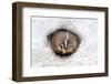 American Badger (Taxidea taxus) adult, at sett entrance in snow, Montana, U.S.A-Paul Sawer-Framed Photographic Print