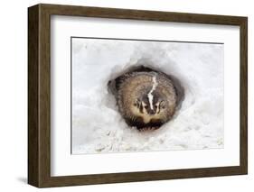 American Badger (Taxidea taxus) adult, at sett entrance in snow, Montana, U.S.A-Paul Sawer-Framed Premium Photographic Print