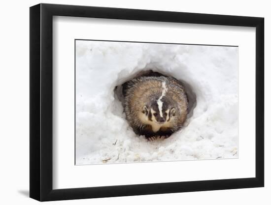 American Badger (Taxidea taxus) adult, at sett entrance in snow, Montana, U.S.A-Paul Sawer-Framed Premium Photographic Print