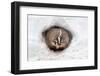 American Badger (Taxidea taxus) adult, at sett entrance in snow, Montana, U.S.A-Paul Sawer-Framed Premium Photographic Print