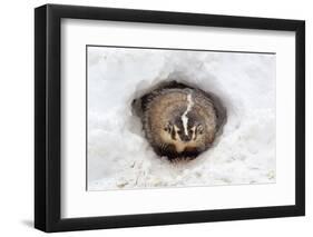 American Badger (Taxidea taxus) adult, at sett entrance in snow, Montana, U.S.A-Paul Sawer-Framed Premium Photographic Print