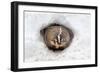 American Badger (Taxidea taxus) adult, at sett entrance in snow, Montana, U.S.A-Paul Sawer-Framed Photographic Print