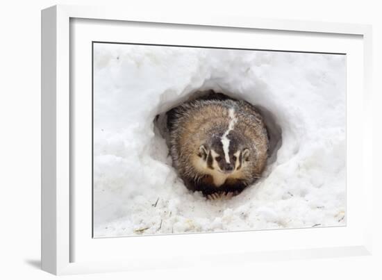 American Badger (Taxidea taxus) adult, at sett entrance in snow, Montana, U.S.A-Paul Sawer-Framed Photographic Print