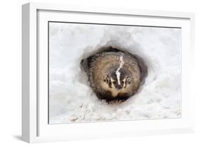 American Badger (Taxidea taxus) adult, at sett entrance in snow, Montana, U.S.A-Paul Sawer-Framed Photographic Print