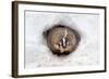 American Badger (Taxidea taxus) adult, at sett entrance in snow, Montana, U.S.A-Paul Sawer-Framed Photographic Print