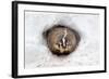 American Badger (Taxidea taxus) adult, at sett entrance in snow, Montana, U.S.A-Paul Sawer-Framed Photographic Print