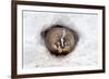 American Badger (Taxidea taxus) adult, at sett entrance in snow, Montana, U.S.A-Paul Sawer-Framed Photographic Print