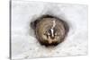 American Badger (Taxidea taxus) adult, at sett entrance in snow, Montana, U.S.A-Paul Sawer-Stretched Canvas