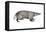 American Badger (Taxidea Taxus), Weasel, Mammals-Encyclopaedia Britannica-Framed Stretched Canvas