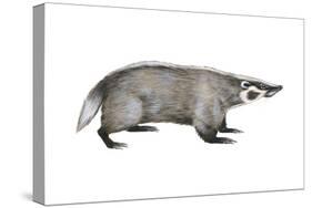 American Badger (Taxidea Taxus), Weasel, Mammals-Encyclopaedia Britannica-Stretched Canvas