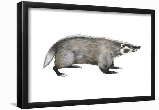 American Badger (Taxidea Taxus), Weasel, Mammals-Encyclopaedia Britannica-Framed Poster