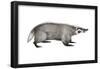 American Badger (Taxidea Taxus), Weasel, Mammals-Encyclopaedia Britannica-Framed Poster