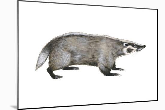 American Badger (Taxidea Taxus), Weasel, Mammals-Encyclopaedia Britannica-Mounted Poster