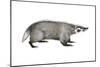 American Badger (Taxidea Taxus), Weasel, Mammals-Encyclopaedia Britannica-Mounted Poster