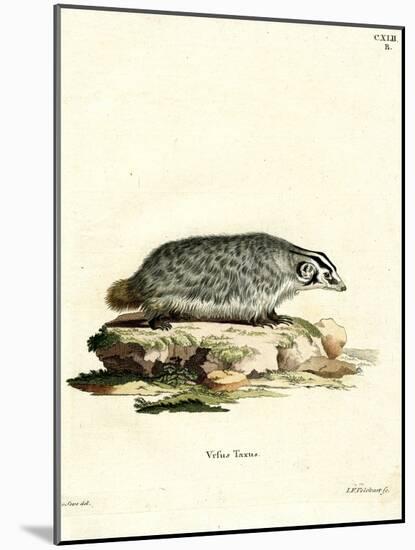 American Badger-null-Mounted Giclee Print